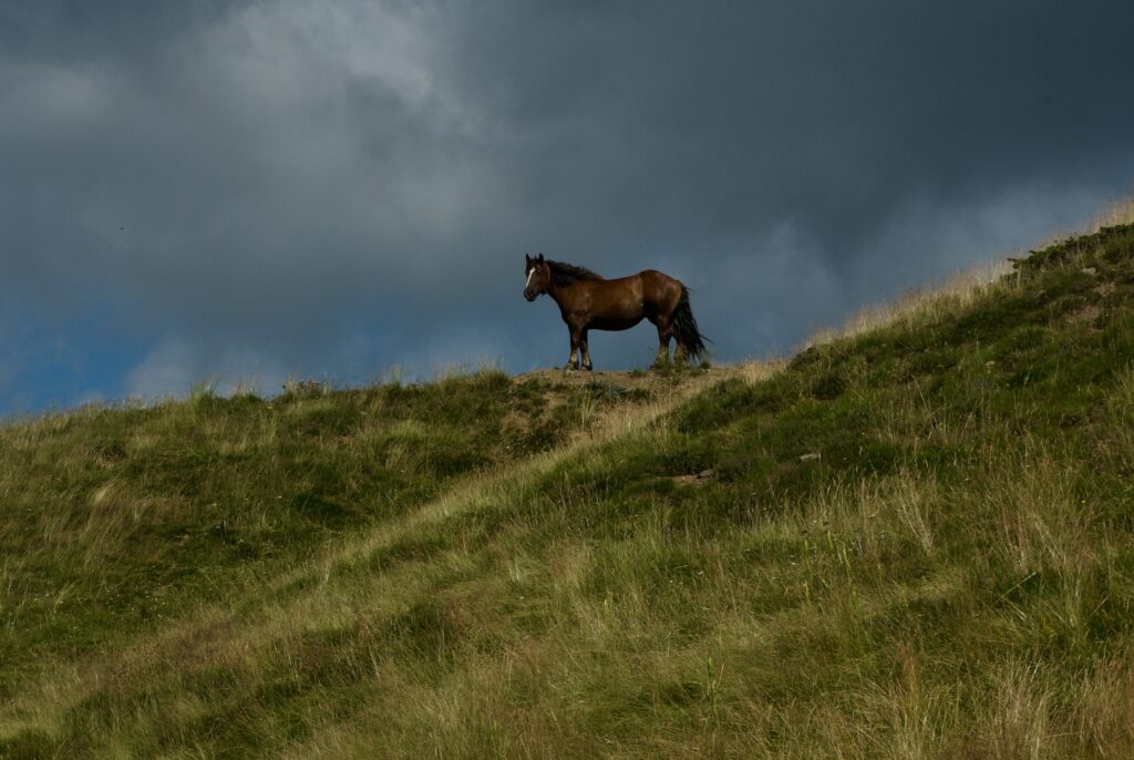 A horse looking at me from the top of a hill in the Pyrenees