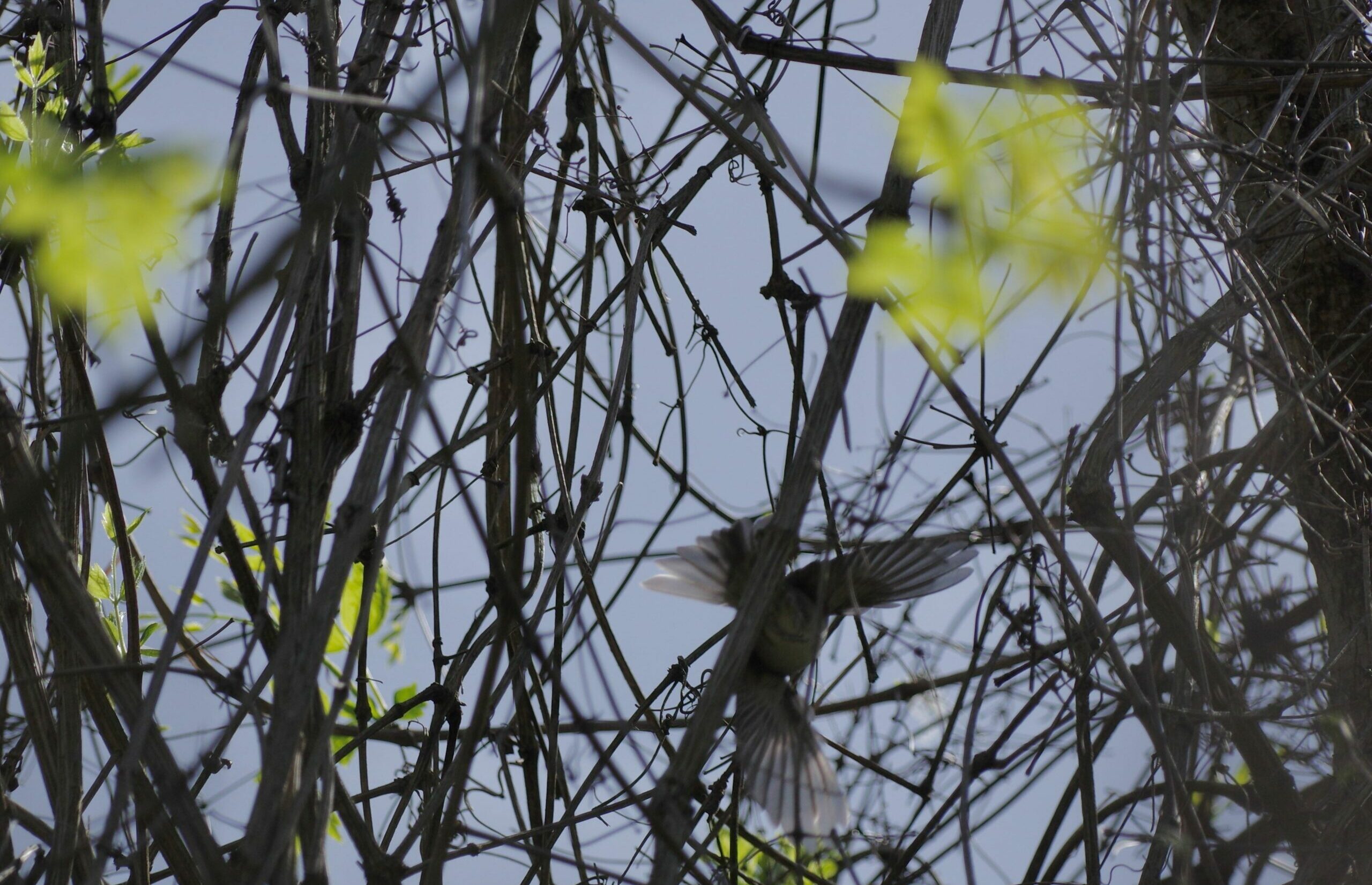 Bird in flight, full wings open, in branches with a few new tender green leaves
