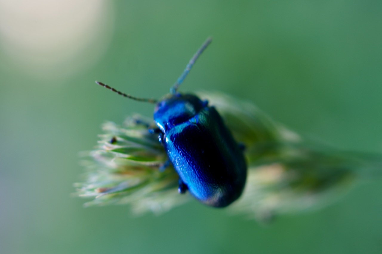 A black bug with blueish hue on a grass
