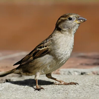 Коnan