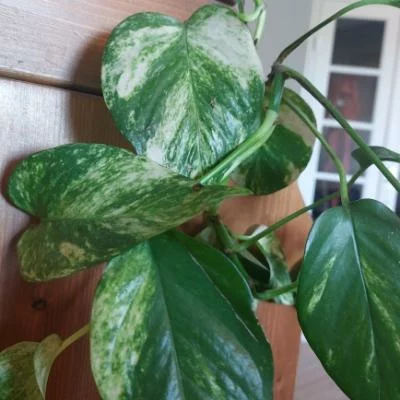 Pothos